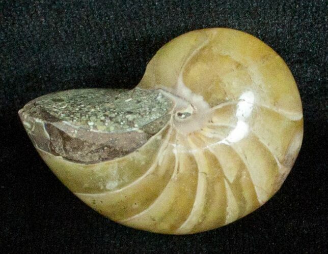 Inch Nautilus fossil from Madagascar #3693